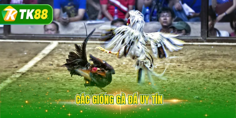 Các giống gà đá uy tín