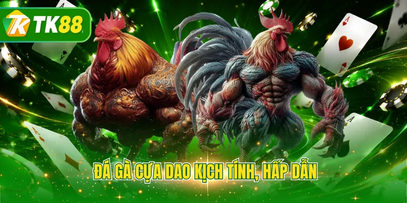 Đá gà cựa dao kịch tính, hấp dẫn