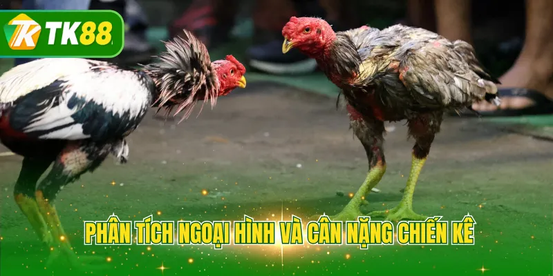 Phân tích ngoại hình và cân nặng chiến kê