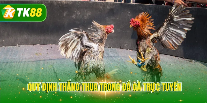 Quy định thắng thua trong đá gà trực tuyến